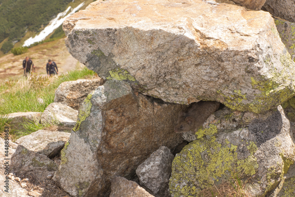 A mouse under a rock found on a mountain trail in the Tatra National Park in Poland A mouse under a rock found on a mountain trail in the Tatra National Park in Poland