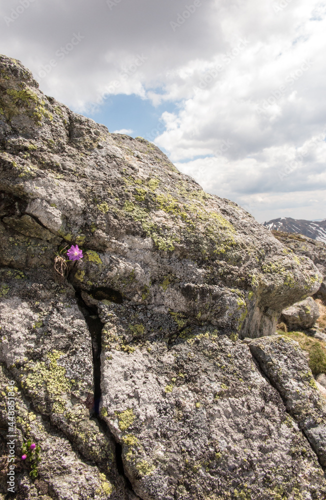 Mountain view with a pink flower growing on a rock, Polish Tatras ,  Kasprowy Wierch area
