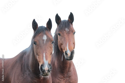 Braune Pferde photo