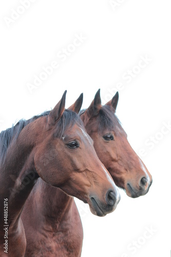 Pferdepaar  © Ivonne Berz