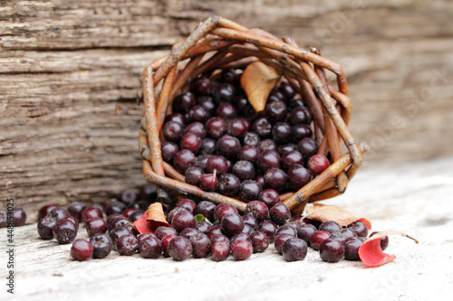 aronia berries into cornucopia basket