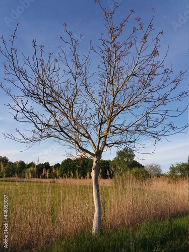 Dry tree