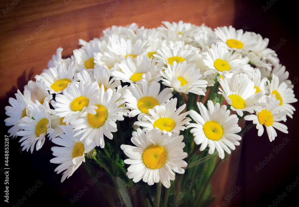 Obraz premium Bouquet of large whites daisies