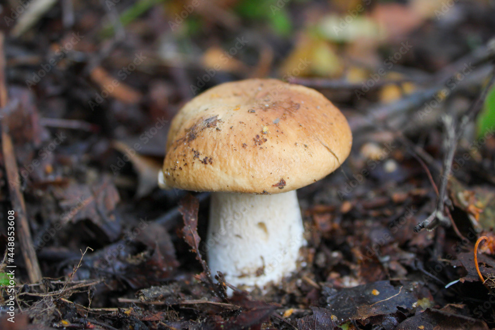 Very beautiful young porcini mushroom in green grass Very beautiful young porcini mushroom in green grass
