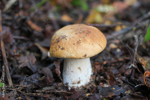 Very beautiful young porcini mushroom in green grass