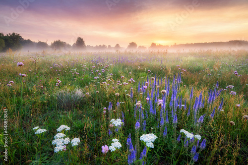 Fototapeta Naklejka Na Ścianę i Meble -  Beautiful foggy sunrise over field of flowers