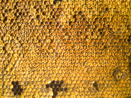 Honeycomb full of honey background