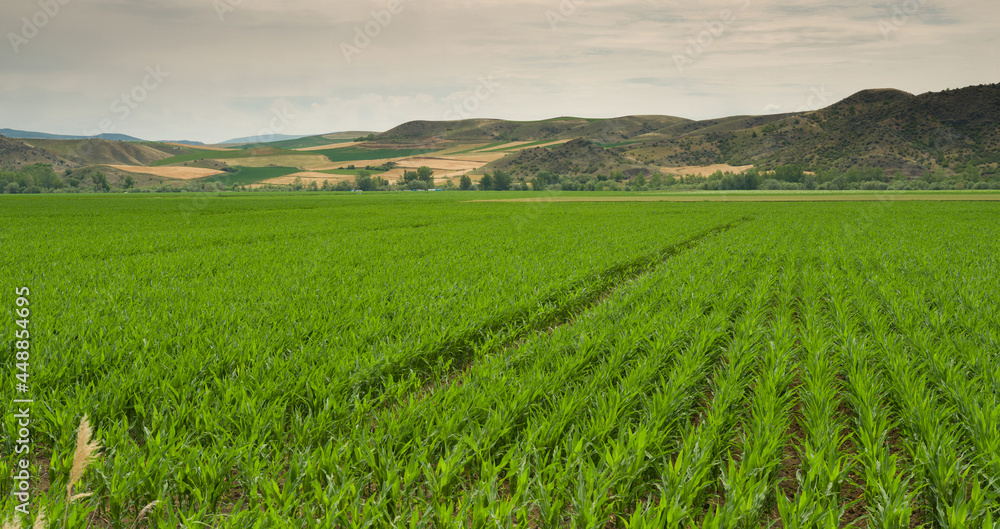 Lines of young corn shoots on big field Lines of young corn shoots on big field