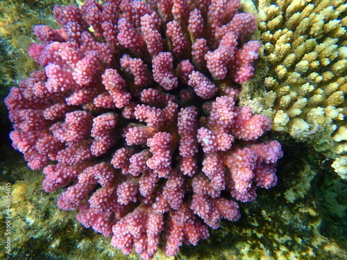 Stony coral rasp coral, or cauliflower coral, knob-horned coral (Pocillopora verrucosa) undersea, Red Sea, Egypt, Sharm El Sheikh, Nabq Bay photo