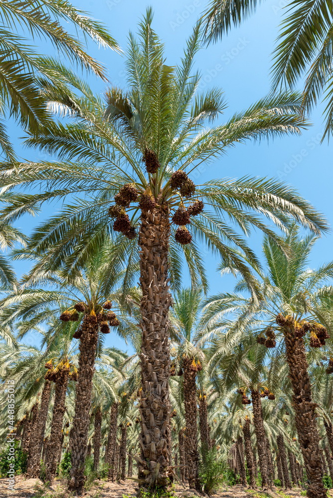 Palm trees loaded with ripe dates near the Sea of Galilee in Israel
