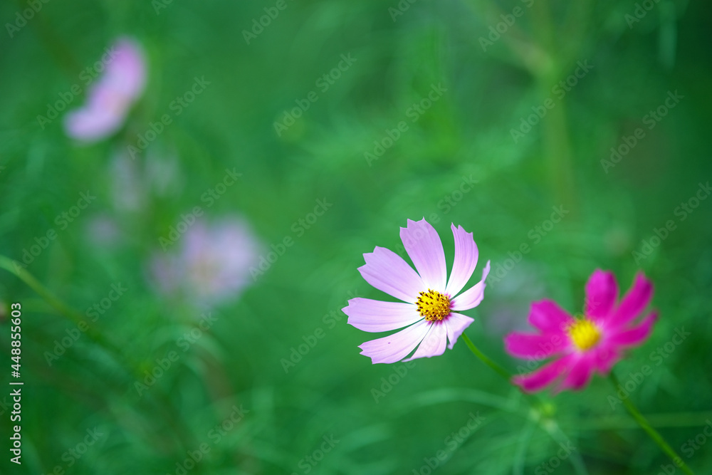 Cosmos bipinnatus. Beautiful bright flowers on a blurred green background.
Summer flower garden of insects. Cosmos bipinnatus. Beautiful bright flowers on a blurred green background.
Summer flower garden of insects.