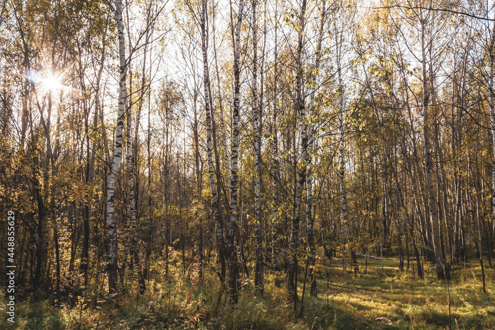 The sun breaks through the branches of the autumn forest