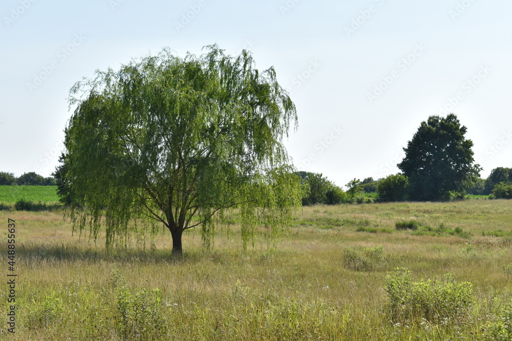 Weeping Willow Tree in a Field