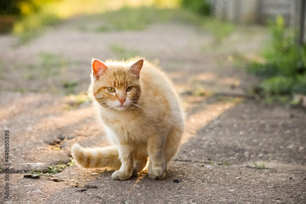 The red cat sits ready to run away The red cat sits ready to run away