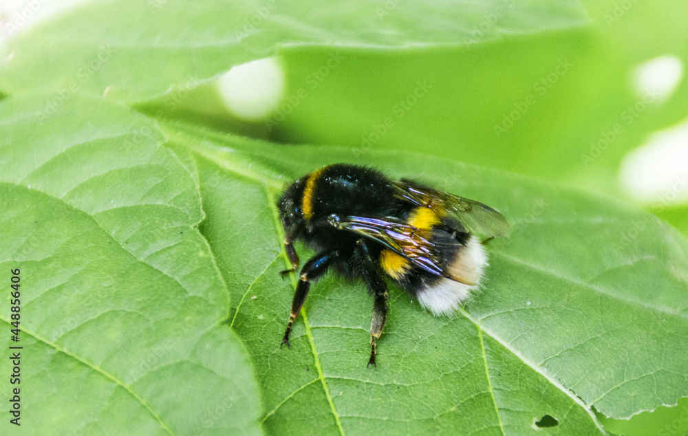bumblebee bumblebee