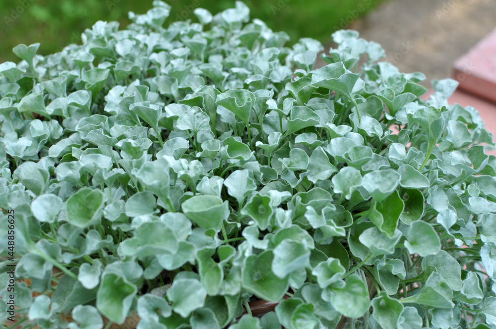 The creeping plant dichondra grows in the garden The creeping plant dichondra grows in the garden