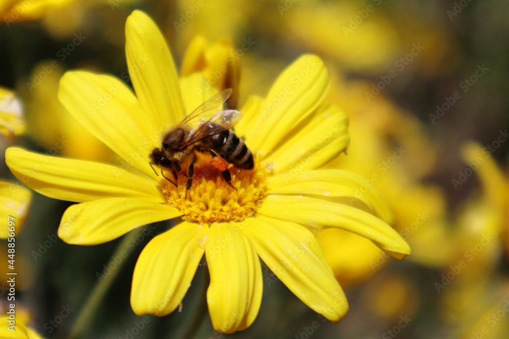 bee on yellow flower bee on yellow flower