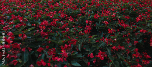 Red Flower