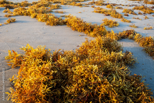 Beach walk, gold seaweeds across the shore