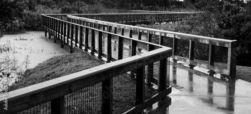 Exploring peaceful wetlands, black and white footbridge
