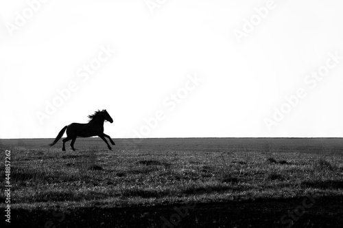 a young playful horse gallops across the field. black and white photo. High quality photo