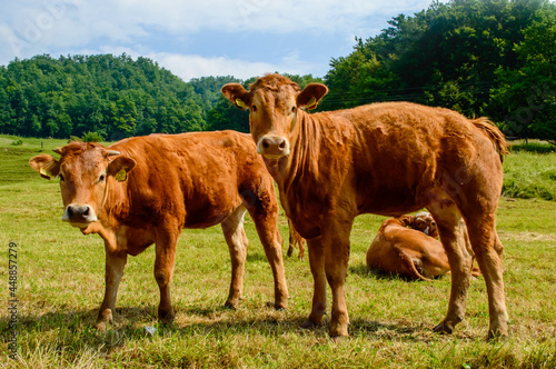 Cows on a summer pasture. Farm in Olimje, Slovenia. © Viktoria