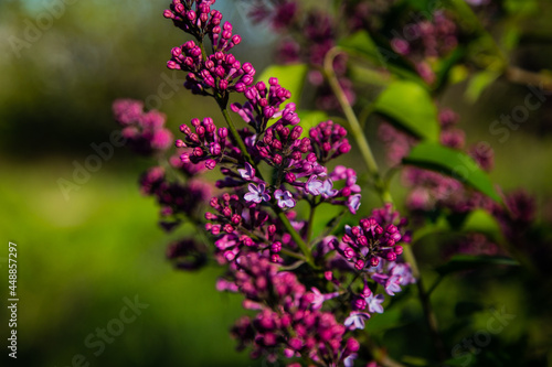 A beautiful bunch of warm purple lilac on the background of a bush.