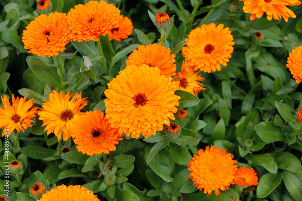 orange flowers orange flowers