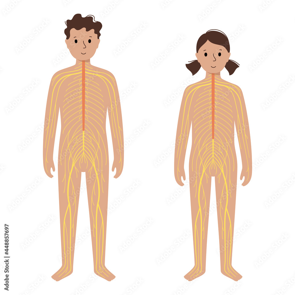 Human nervous system Human nervous system