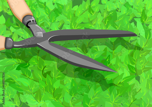 trimming a hedge