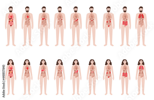 Human internal organs