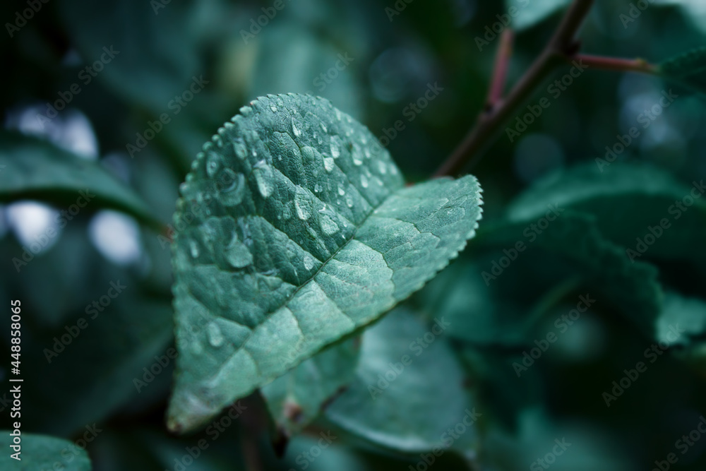 Plum tree leaf with water drops close up atmospheric background or wallpaper Plum tree leaf with water drops close up atmospheric background or wallpaper