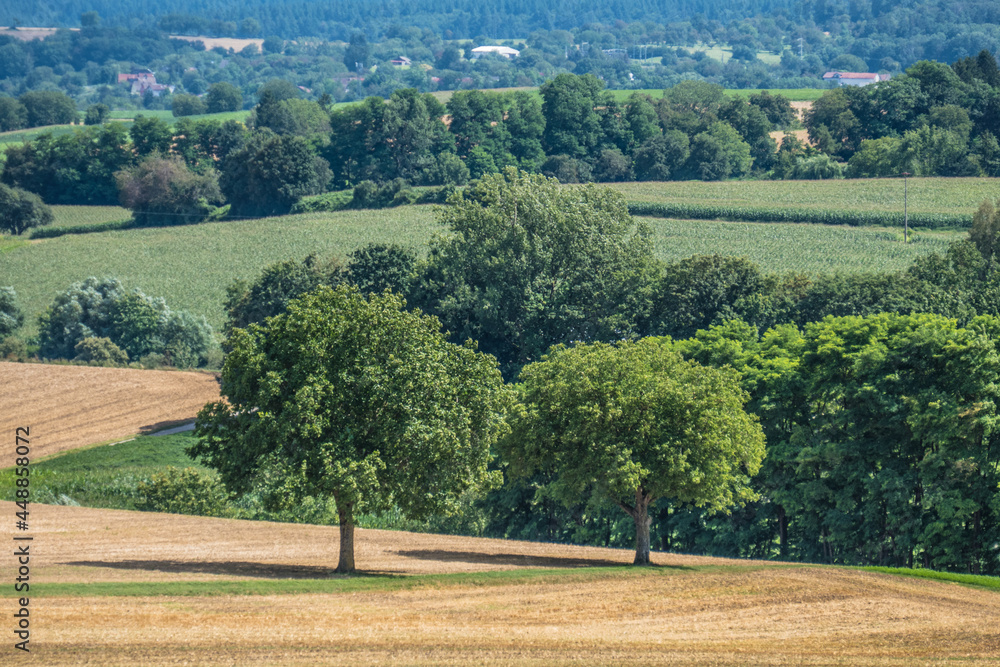 Hügelige Agrarlandschaft mit Obstbäumen