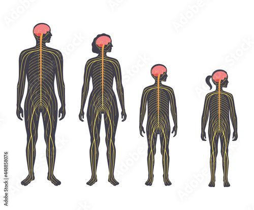 Human nervous system