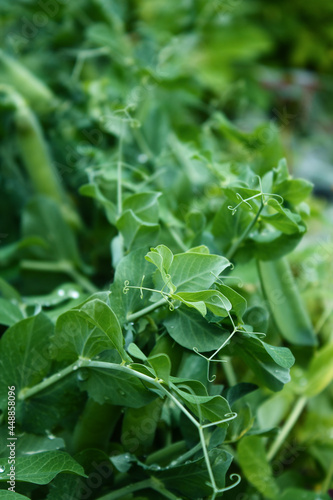 Swirling mustache of peas on a background of greenery