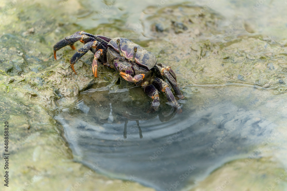 Female Fiddler crab (Uca sp.) in the mud in mangrove forest      