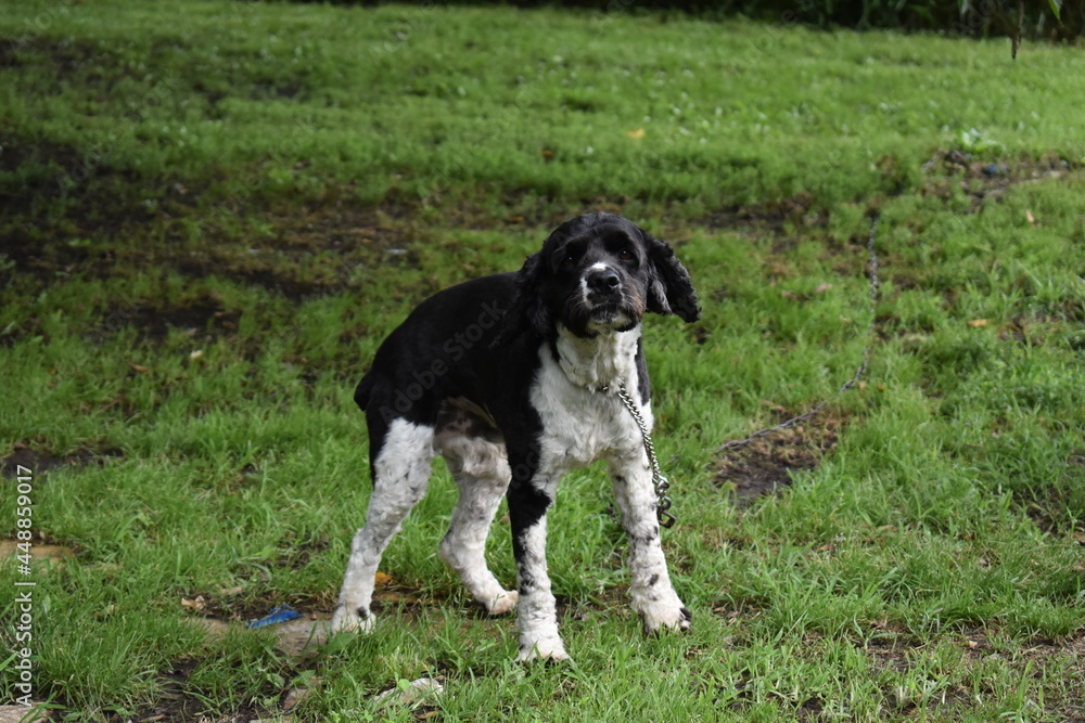 Cocker Spaniel Cocker Spaniel