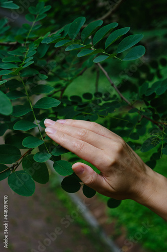 Girl hand touches the leaves of a tree in the forest. Forest ecology. Wildlife, wild life. Earth Day. Traveler girl in a beautiful green forest or park. Conservation, ecology, environment concept