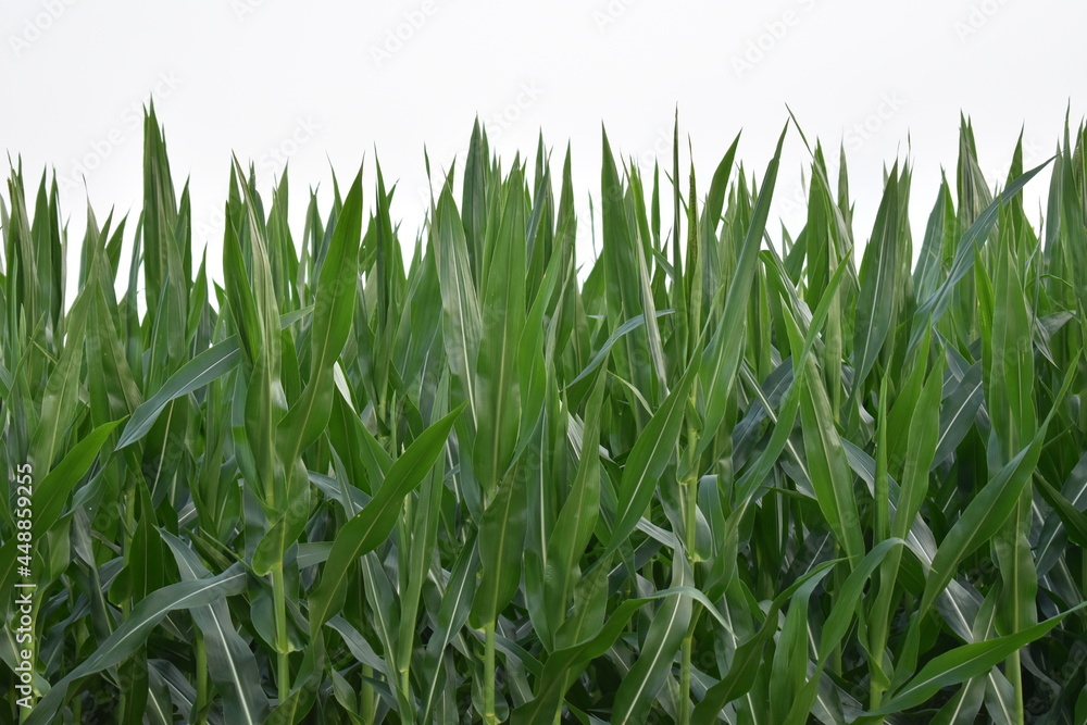Obraz premium Corn Field
