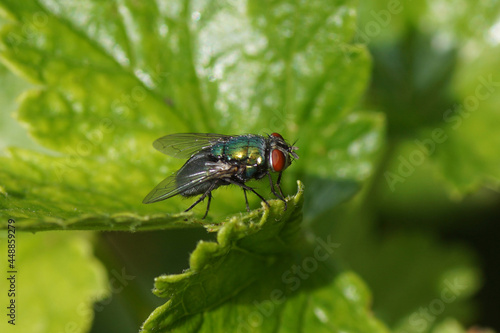 Female green bottle fly (Lucilia) of the family blow flies, Calliphoridae on a leaf. In a Dutch garden. Summer, August, Netherlands               © Thijs de Graaf