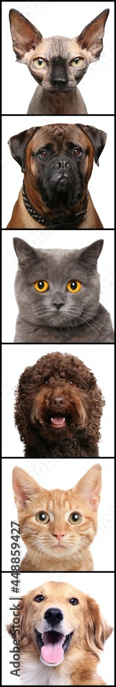Beautiful animals in a collage in front of a white background Beautiful animals in a collage in front of a white background
