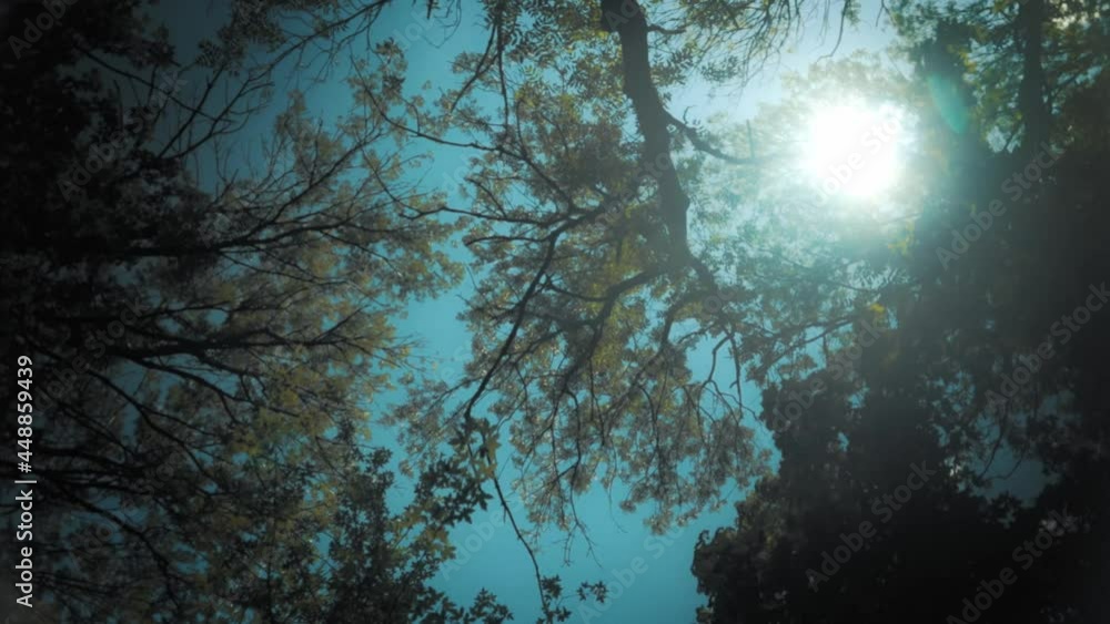 forest scene with trees and backlight forest scene with trees and backlight