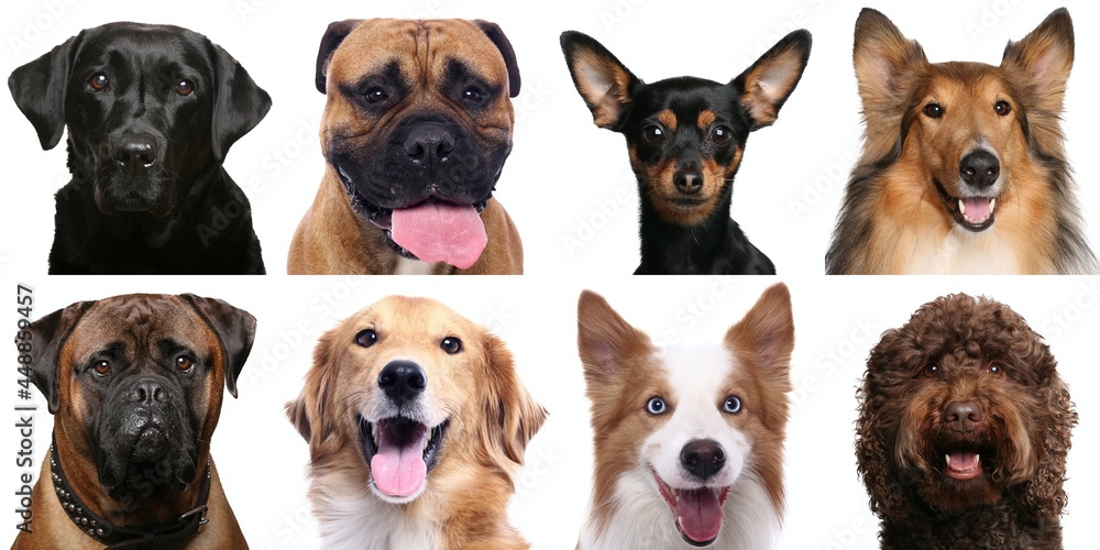 Beautiful animals in a collage in front of a white background Beautiful animals in a collage in front of a white background