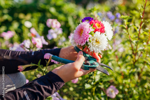Fototapeta Naklejka Na Ścianę i Meble -  Gardener picked bunch of asters in summer garden using pruner tool. Cut flowers harvest for bouquets