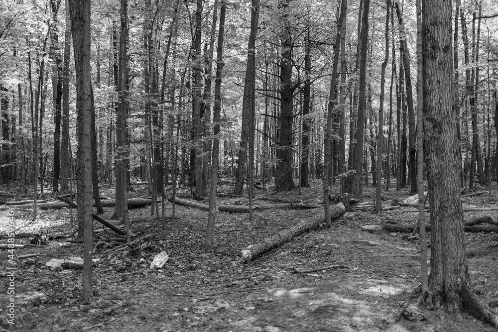 Naklejka premium Trees in a forest on a summers day