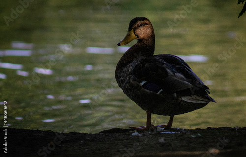 Female Mallard Duck on Birkenhead Park Lake