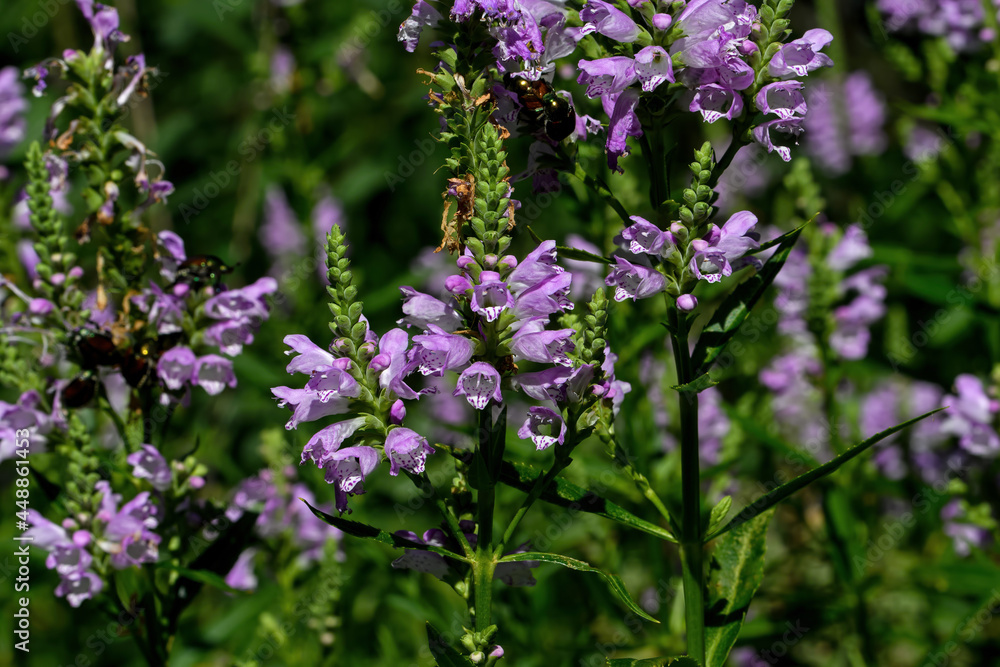 Obedient plant, obedience or false dragonhead in morning light. It is a species of flowering plant in the mint family, Lamiaceae. It is native to North America.
