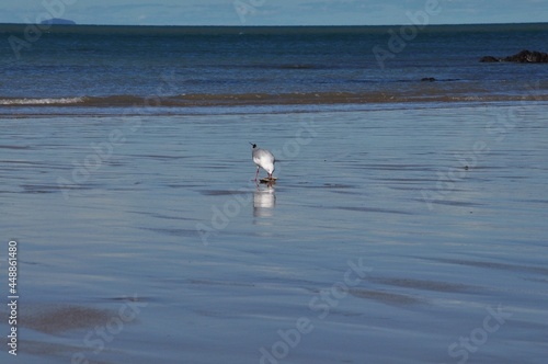 seagull on the ocean shore