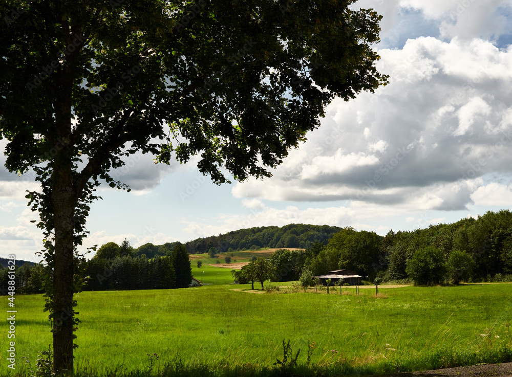 landscape with a tree in the field landscape with a tree in the field
