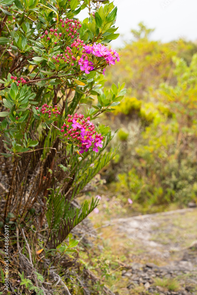 Obraz premium Vegetation in the Páramo de Chingaza, Colombia.